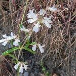 Collinsia bartsiifolia