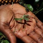 Angraecum sacciferum Агульны выгляд