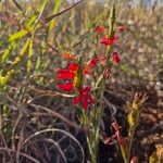 Striga asiatica Flower