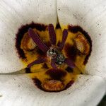 Calochortus bruneaunis Fiore