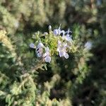 Salvia jordanii Flower