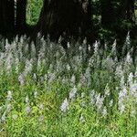 Camassia scilloides 整株植物