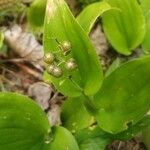 Maianthemum canadense Frukt