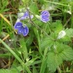 Veronica chamaedrysFlor