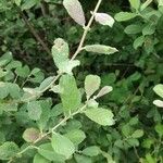 Salix auritaLeaf