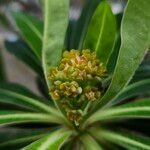 Euphorbia mellifera Kwiat