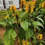 Justicia aurea Flor