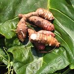 Colocasia esculenta Ostatní