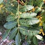 Pistacia terebinthus Leaf