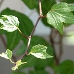 Hedera canariensis Hoja