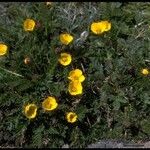 Geum rossii Облик