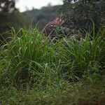Cymbopogon citratus Лист