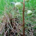 Pyrola chlorantha Λουλούδι