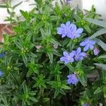 Glandora prostrata 花