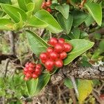 Carissa spinarum Fruit