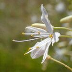 Anthericum ramosum Fula