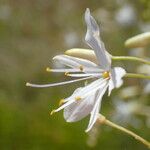 Anthericum ramosum 花