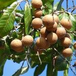 Dimocarpus longan Fruit