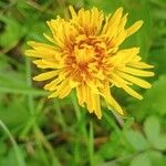 Taraxacum cucullatiforme Fula