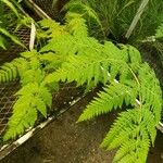 Hypolepis tenuifolia Habit