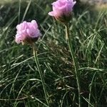 Armeria maritima Habitus