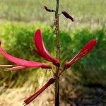 Erythrina herbacea Blodyn