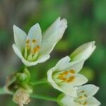 Nothoscordum gracile 花