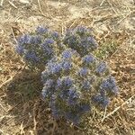 Cardopatium corymbosum Flower