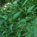 Persicaria hydropiper Habit