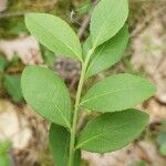 Vaccinium angustifolium Листок