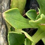 Valeriana nivalis Leaf