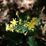 Hieracium umbrosum Flor