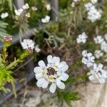 Iberis ciliata Flower