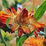 Xerochrysum bracteatum ᱮᱴᱟᱜ