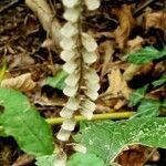 Scutellaria altissima आदत