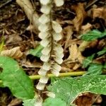 Scutellaria altissima Habitus