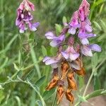 Lathyrus jepsonii Flor