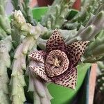 Orbea variegata Flower