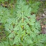 Cicuta maculata Blatt