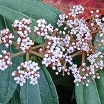 Viburnum davidi Цветок