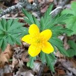 Anemone ranunculoides Blomma