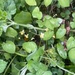 Epimedium × versicolor Celota