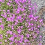 Spergularia purpurea Цветок