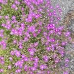 Spergularia purpurea Blüte