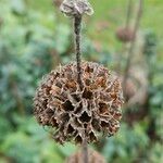 Phlomis russeliana Плод