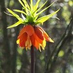 Fritillaria imperialis Fleur