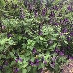 Salvia guaraniticaHabit