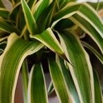 Chlorophytum comosumLeaf