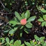 Chrysolepis sempervirens Fruit