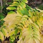 Polygonatum biflorum Blad